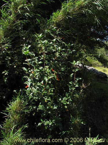 Bild von Desfontainia spinosa (Taique / Chapico / Trau-trau). Klicken Sie, um den Ausschnitt zu vergrössern.